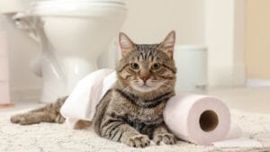 12 Reasons Why Cats Follow You to the Bathroom 1 12 Reasons Why Cats Follow You to the Bathroom - cat in bathroom ss1218121240