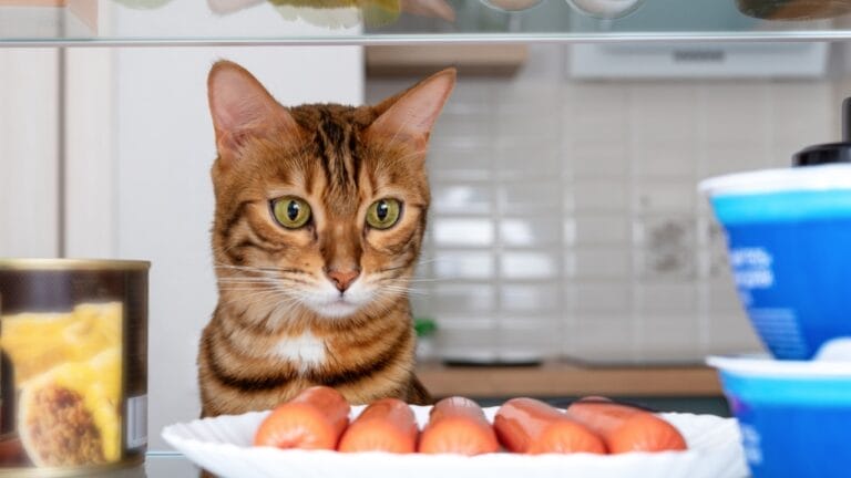 Keep Your Cats Safe By Avoiding These 13 Foods That Are Bad for Felines 10 Keep Your Cats Safe By Avoiding These 13 Foods That Are Bad for Felines - cat in ref dp475952788