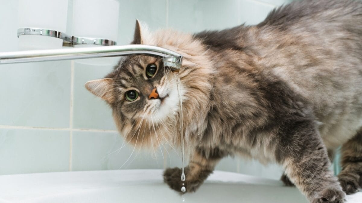 10 Purr-fect Ways to Spoil Your Cat 5 10 Purr-fect Ways to Spoil Your Cat - cat in the bathroom ss2064716336