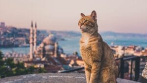 10 Cat-Friendly Cities Around the World 1 10 Cat-Friendly Cities Around the World - cat in the city ss1845076447