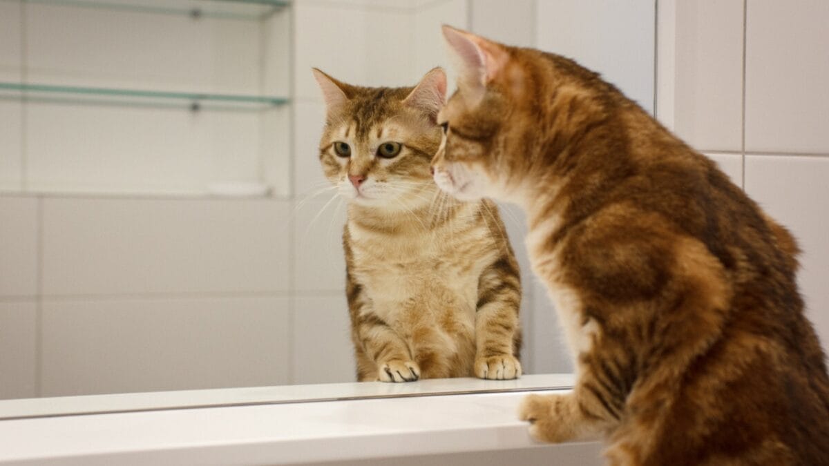 10 Home Objects & Appliances Disrupting Your WiFi Signal - cat in the mirror ss1373308532