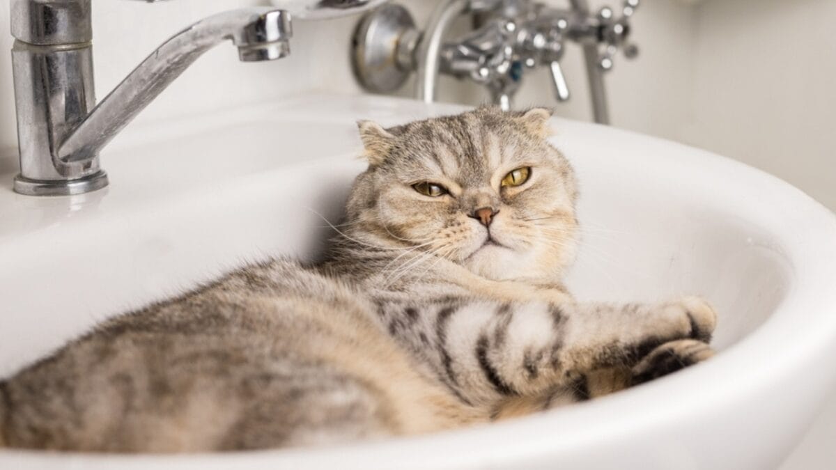 12 Reasons Why Cats Follow You to the Bathroom 6 12 Reasons Why Cats Follow You to the Bathroom - cat in the sink ss2052572903