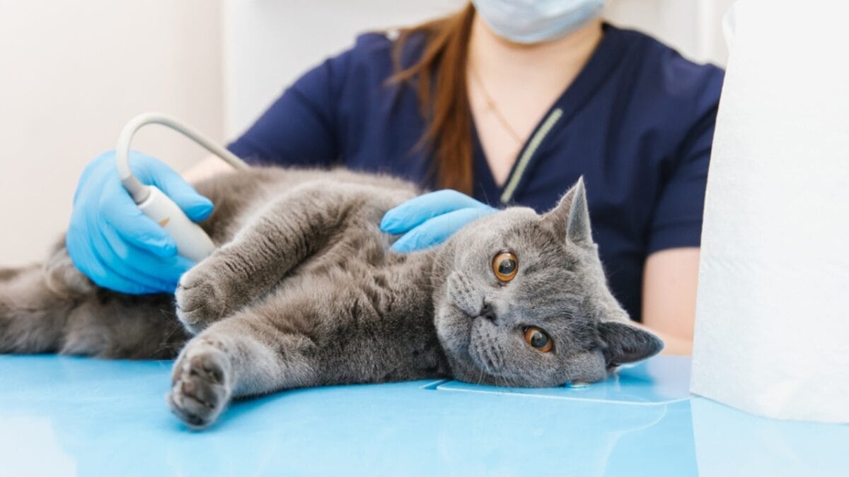 Lavender and Cats: Is It Safe? What Every Pet Owner Should Know 4 Lavender and Cats: Is It Safe? What Every Pet Owner Should Know - cat in veterinary checkup ss1888357261