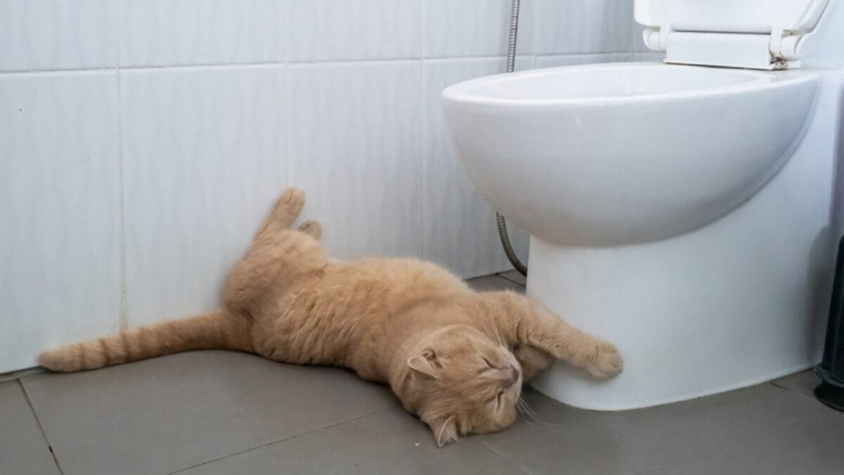 12 Reasons Why Cats Follow You to the Bathroom 13 12 Reasons Why Cats Follow You to the Bathroom - cat laying in bathroom ss2315403355