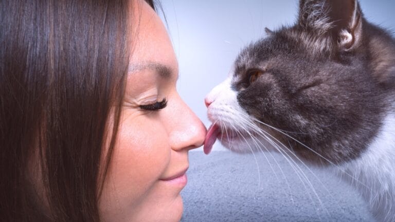The Magic of Slow Blinking to Win a Cat's Trust - cat licking owner ss2092510543
