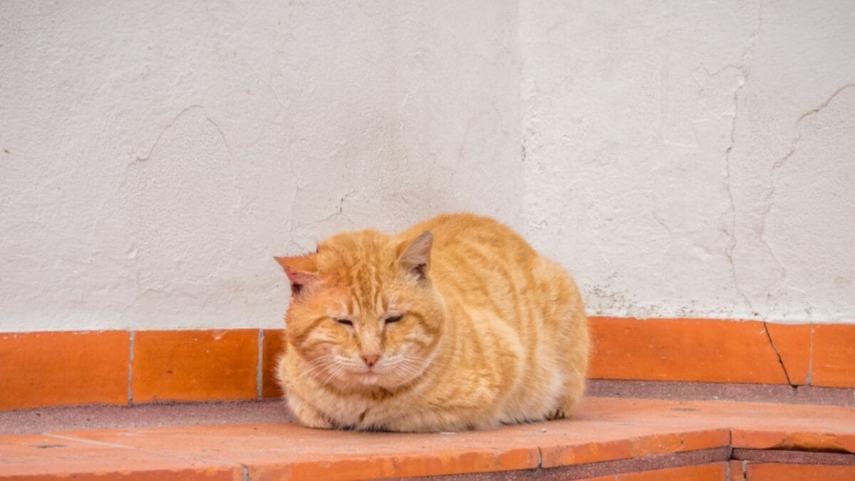 13 Cat Sleeping Positions & What They Mean 3 13 Cat Sleeping Positions & What They Mean - cat loaf position ss1034048983