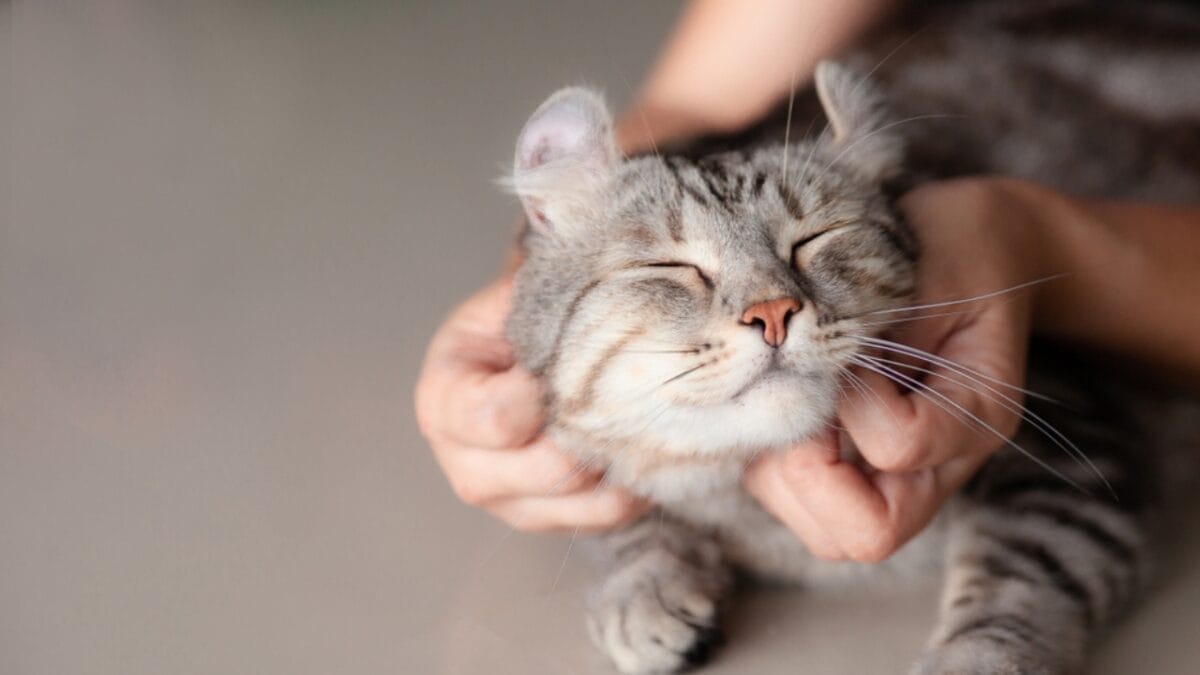 The Magic of Slow Blinking to Win a Cat's Trust - cat lovely pet ss1115243705