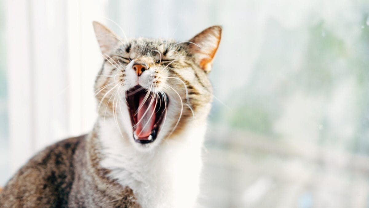 Why Cats Rule: 24 Reasons They're Better Than Dogs - cat meowing ss1084684199