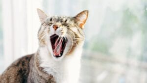 10 Reasons Your Cat Meows: What They're Really Saying 1 10 Reasons Your Cat Meows: What They're Really Saying - cat meowing ss1084684199