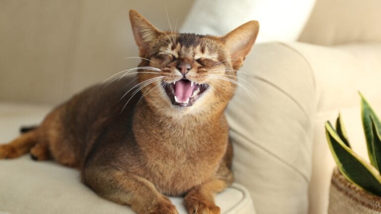 7 Cat Breeds That Love to "Talk" Back 1 7 Cat Breeds That Love to "Talk" Back - cat meowing ss1800073975