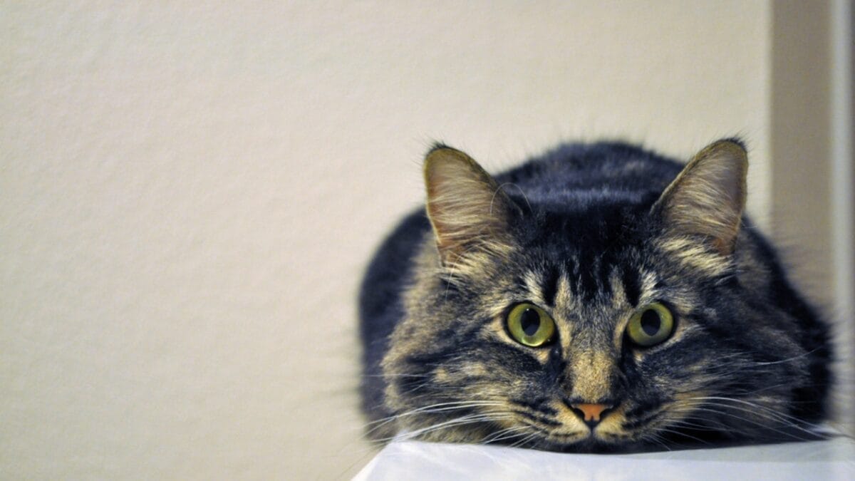 13 Cat Sleeping Positions & What They Mean 7 13 Cat Sleeping Positions & What They Mean - cat monorail ss1647133390