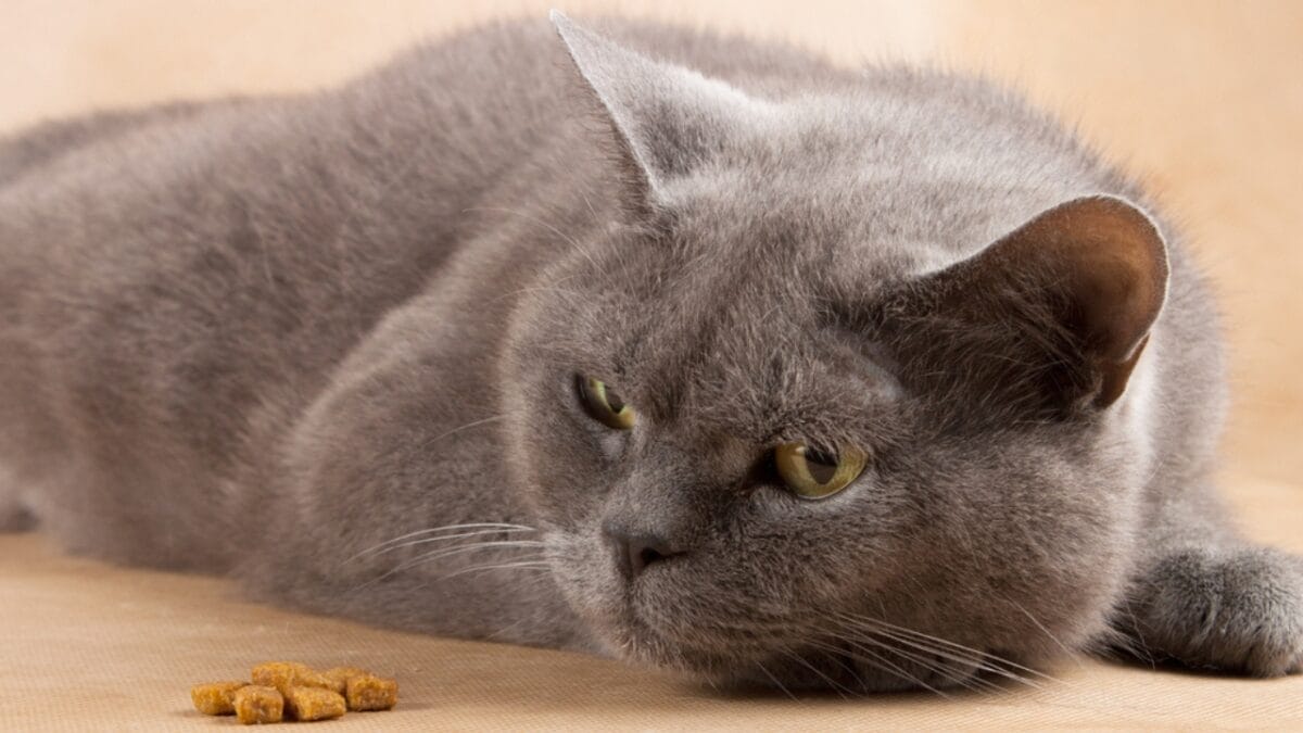 10 Signs Your Cat Might Be Holding a Grudge Against You 9 10 Signs Your Cat Might Be Holding a Grudge Against You - cat no appetite ss440645713