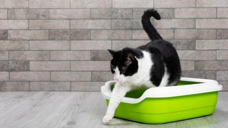 Why Cats Race Around the House After Using the Litter Box 6 Why Cats Race Around the House After Using the Litter Box - cat out in litter box ss2337589663