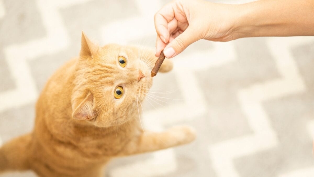 12 Things You Should Never Do to Your Cat 11 12 Things You Should Never Do to Your Cat - cat overfeed ss2031154463