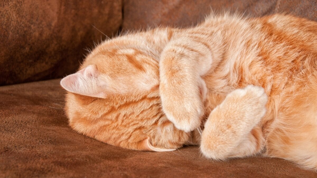 13 Cat Sleeping Positions & What They Mean 6 13 Cat Sleeping Positions & What They Mean - cat paws over eyes ss1505107319