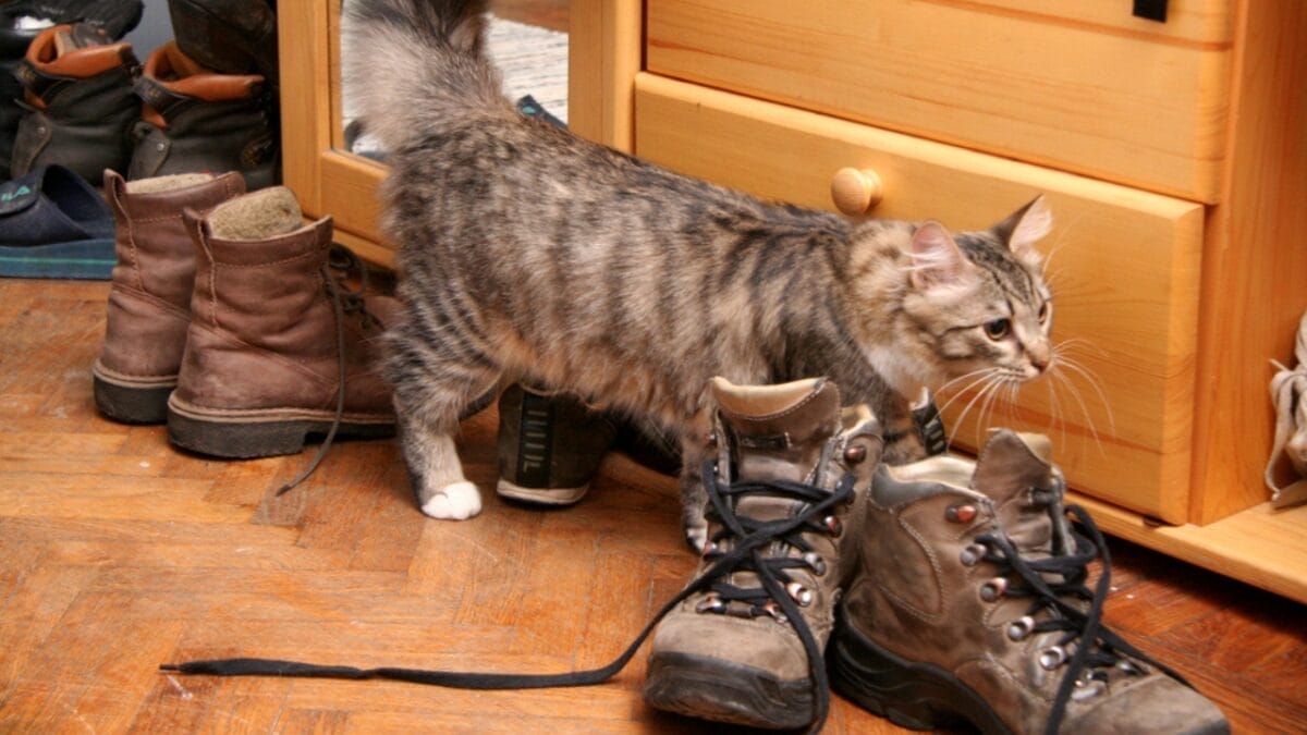 10 Heartbreaking Signs Your Cat May Be Dying 9 10 Heartbreaking Signs Your Cat May Be Dying - cat pee in shoes ss1168745710