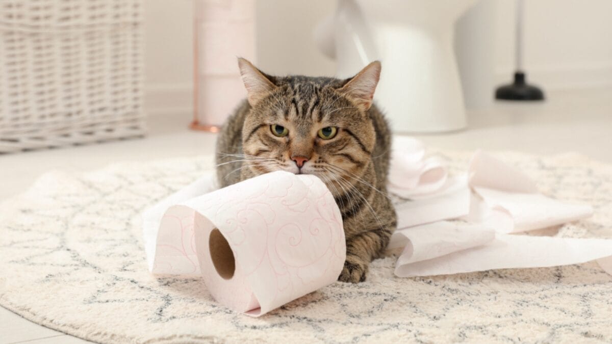 Cats are Smarter Than We Think They Are 2 Cats are Smarter Than We Think They Are - cat playing in bathroom ss1212734548