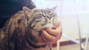 Your Cat's Purr Might Be the Key to Better Wellbeing 1 Your Cat's Purr Might Be the Key to Better Wellbeing - cat purring ss788473300