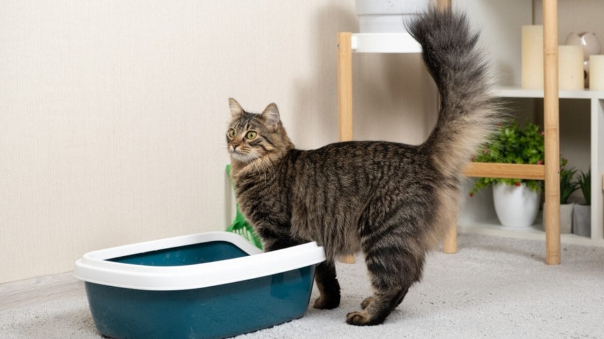 15 Cat Myths & Misconceptions Debunked 13 15 Cat Myths & Misconceptions Debunked - cat reaction litter box ss2360449611