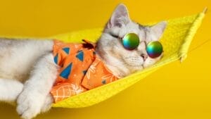 9 Signs Your Cat is Living Their Best Life 1 9 Signs Your Cat is Living Their Best Life - cat relaxing ss2104367495