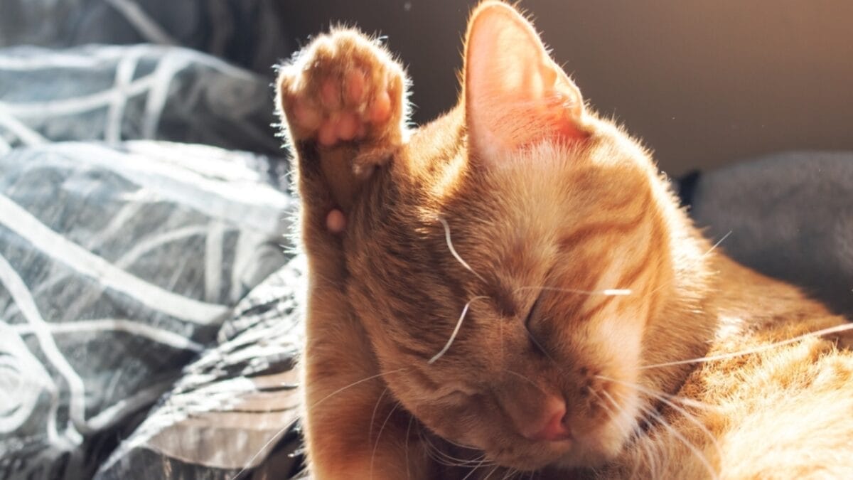 10 Comforting Reasons Cats Always Sleep Next to Their Humans - cat rubbing ears ss2346827273