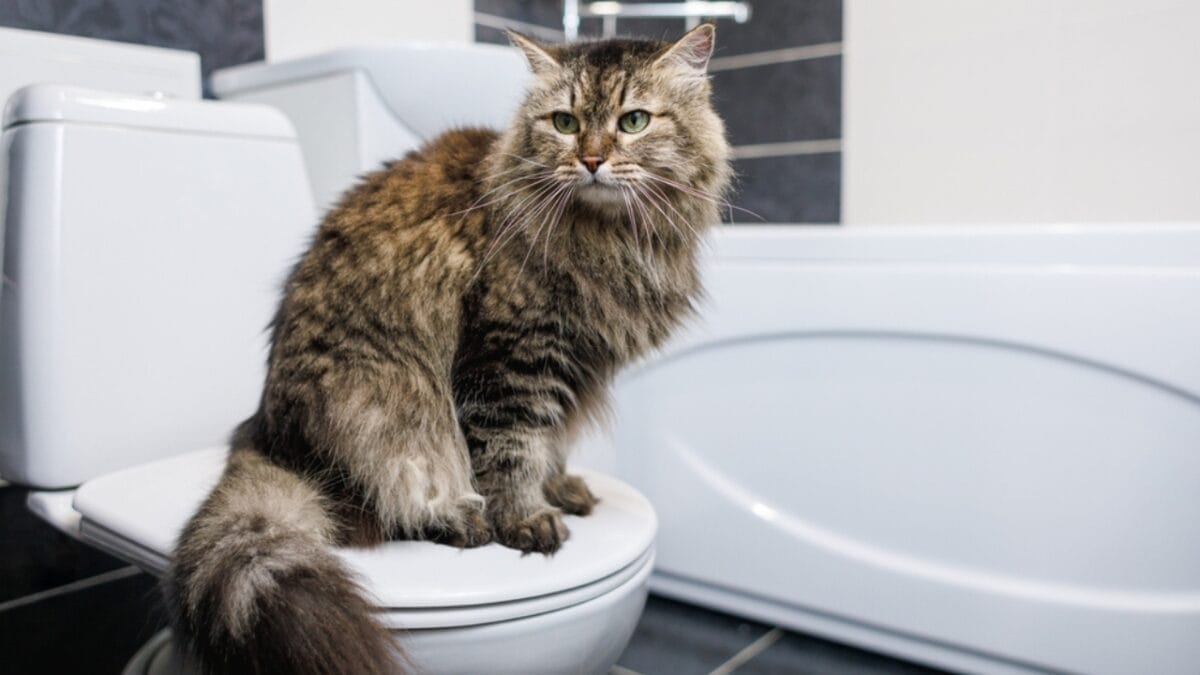 10 Odd Cat Behaviors That Happen When Living with Dogs 5 10 Odd Cat Behaviors That Happen When Living with Dogs - cat sitting in toilet ss2260438409
