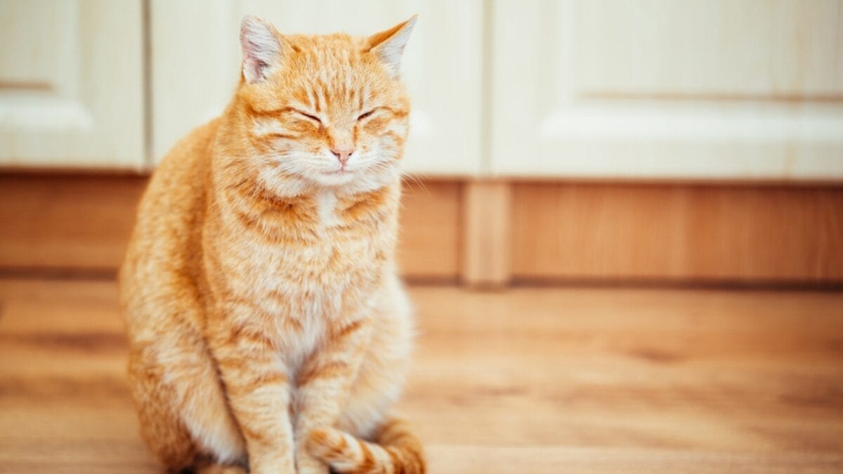 13 Cat Sleeping Positions & What They Mean 10 13 Cat Sleeping Positions & What They Mean - cat sitting up ss270386975