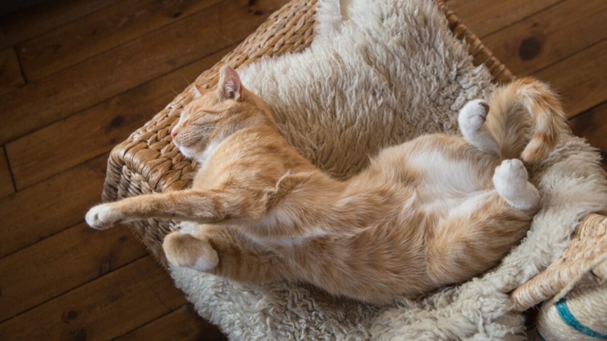 Why Cats Rule: 24 Reasons They're Better Than Dogs 17 Why Cats Rule: 24 Reasons They're Better Than Dogs - cat sleeping ss1402828727