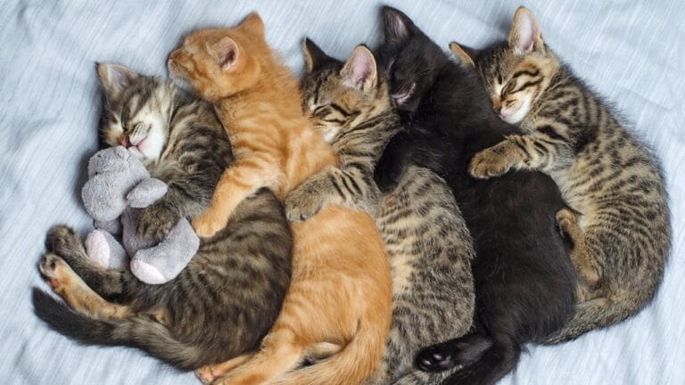 The Number Five Holds Special Meaning for Cats 5 The Number Five Holds Special Meaning for Cats - cat sleeping with each other ss2310473769