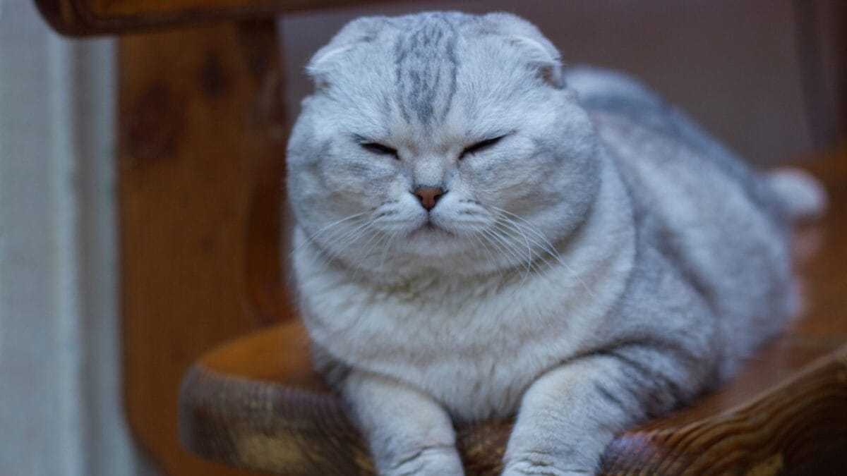 The Magic of Slow Blinking to Win a Cat's Trust - cat slow blink dp540701702