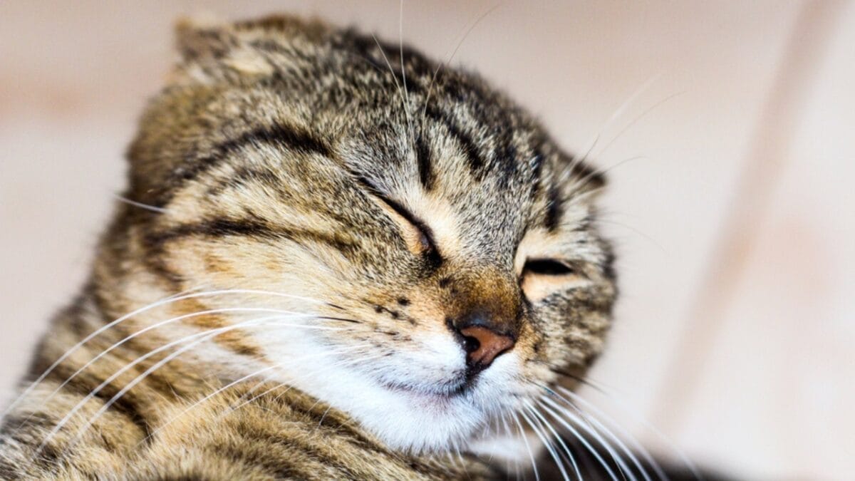 Why Cats Rule: 24 Reasons They're Better Than Dogs - cat slow blinking dp466564716