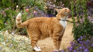 10 Smells Attracting Cats to Your Yard 1 10 Smells Attracting Cats to Your Yard - cat smelling flower ss2278887409