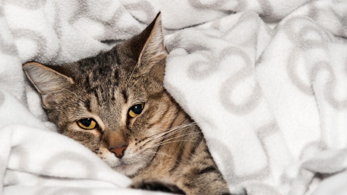 10 Purr-fect Signals of Feline Trust & Affection 3 10 Purr-fect Signals of Feline Trust & Affection - cat stress ss254620420