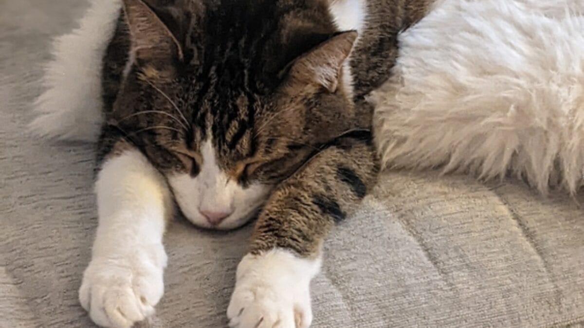 13 Cat Sleeping Positions & What They Mean 12 13 Cat Sleeping Positions & What They Mean - cat superman pose ss2335484307