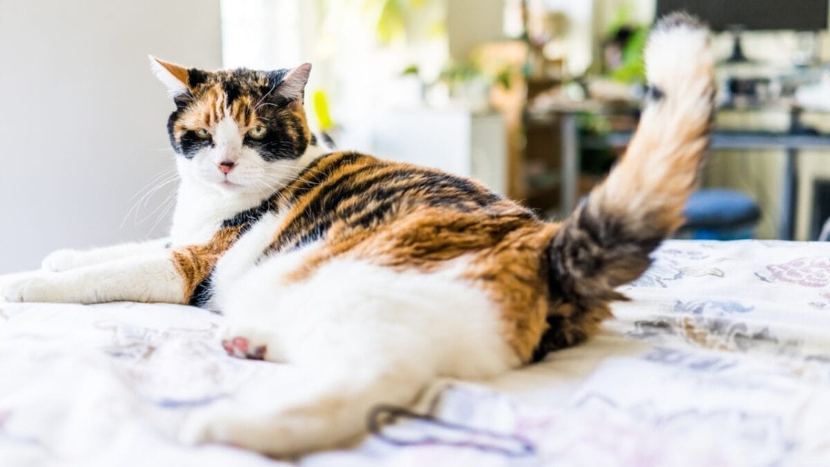 10 Purr-fect Ways to Pet a Cat So They Love You 9 10 Purr-fect Ways to Pet a Cat So They Love You - cat tail flicking ss703718848