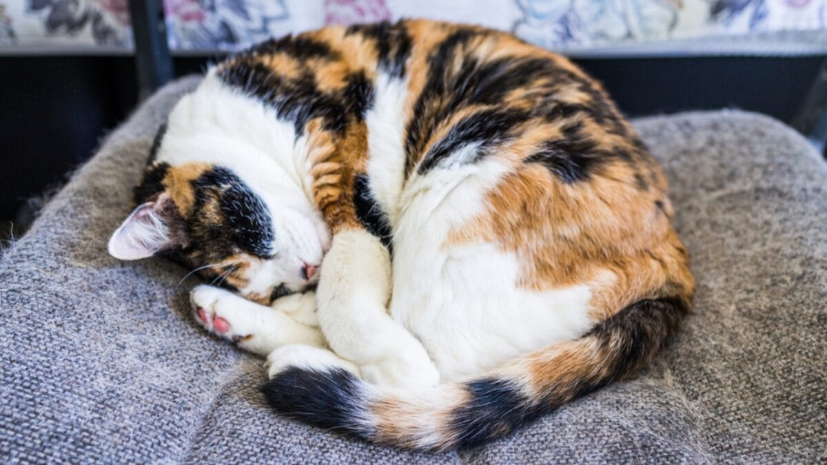 13 Cat Sleeping Positions & What They Mean 13 13 Cat Sleeping Positions & What They Mean - cat tail wrapped around body ss663500419