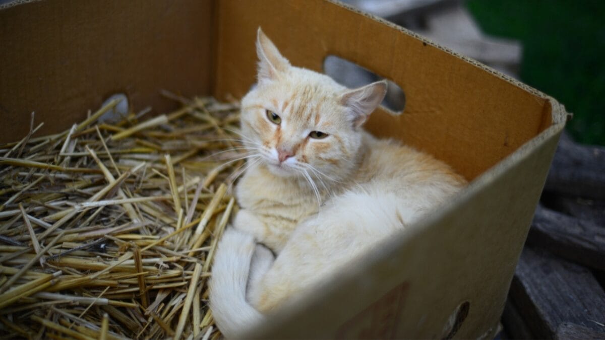 13 Cat Sleeping Positions & What They Mean 8 13 Cat Sleeping Positions & What They Mean - cat tucked in a box ss1334674790