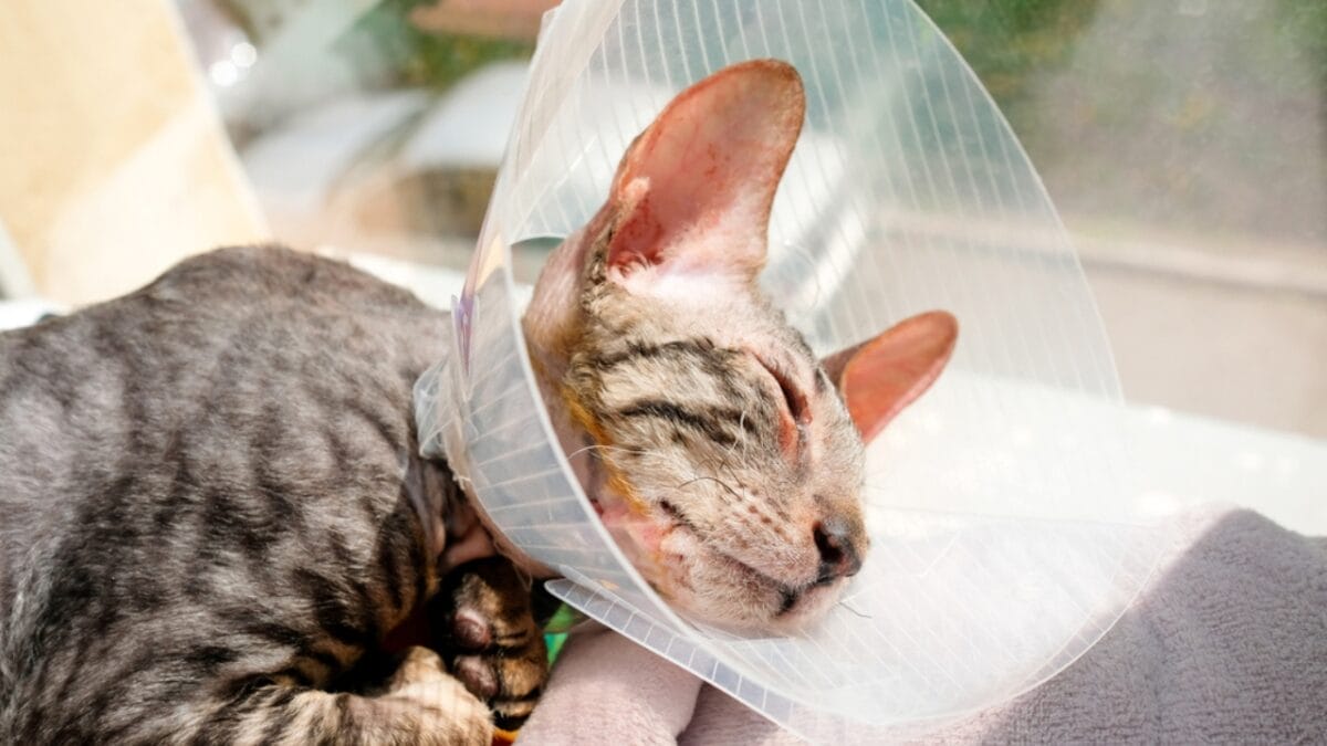 10 Reasons Your Cat Meows: What They're Really Saying 4 10 Reasons Your Cat Meows: What They're Really Saying - cat unwell ss1848610000