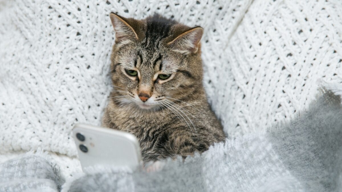 Do Cats Listen to Us? 6 Little-Known Facts on How They Hear & Listen 6 Do Cats Listen to Us? 6 Little-Known Facts on How They Hear & Listen - cat using phone ss1849652092