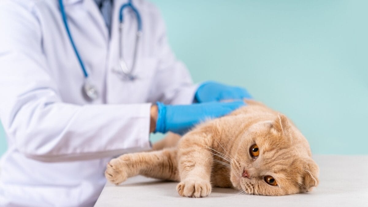 What It Might Mean If Your Cat Suddenly Stops Eating - cat veterinary visit checkup ss2311184275