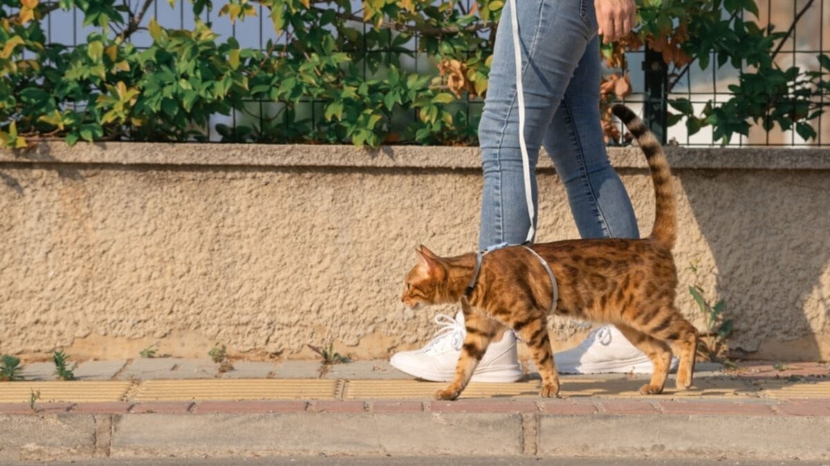10 Odd Cat Behaviors That Happen When Living with Dogs 8 10 Odd Cat Behaviors That Happen When Living with Dogs - cat walking leash ss2178958281