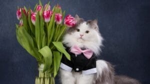 10 Purr-fect Ways to Spoil Your Cat 1 10 Purr-fect Ways to Spoil Your Cat - cat with flowers dp184638088