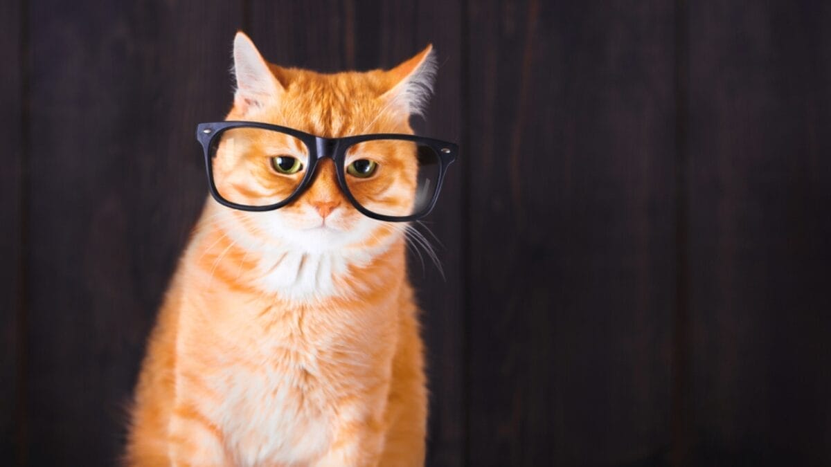 Do Cats Really See What's on TV Just Like We Do? - cat with glasses dp147421863