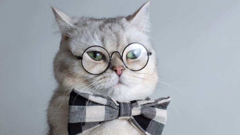 10 of the Smartest Cat Breeds 6 10 of the Smartest Cat Breeds - cat with glasses ss2163515629