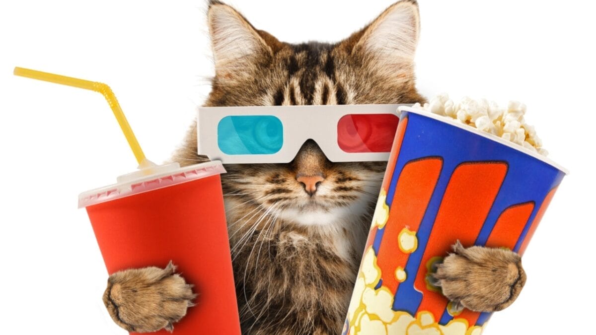 Do Cats Really See What's on TV Just Like We Do? 3 Do Cats Really See What's on TV Just Like We Do? - cat with popcorn dp18045079