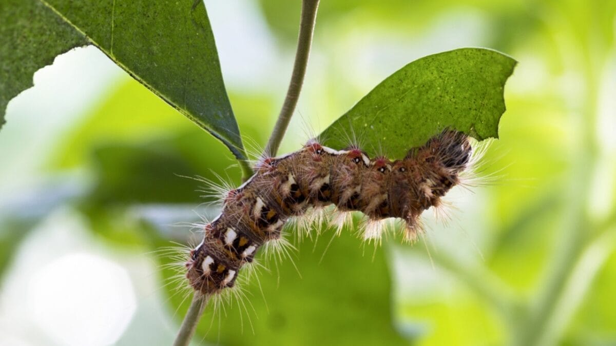 Tomato Hornworms: 10 Must-Know Facts to Save Your Harvest 4 Tomato Hornworms: 10 Must-Know Facts to Save Your Harvest - caterpillar dp201921596