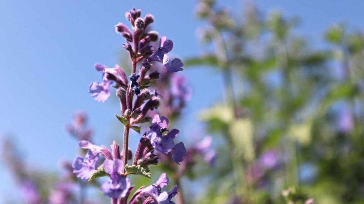 Hummingbirds Love This Drought-Tolerant Lavender-Blue Perennial - catmint flower dp492115438