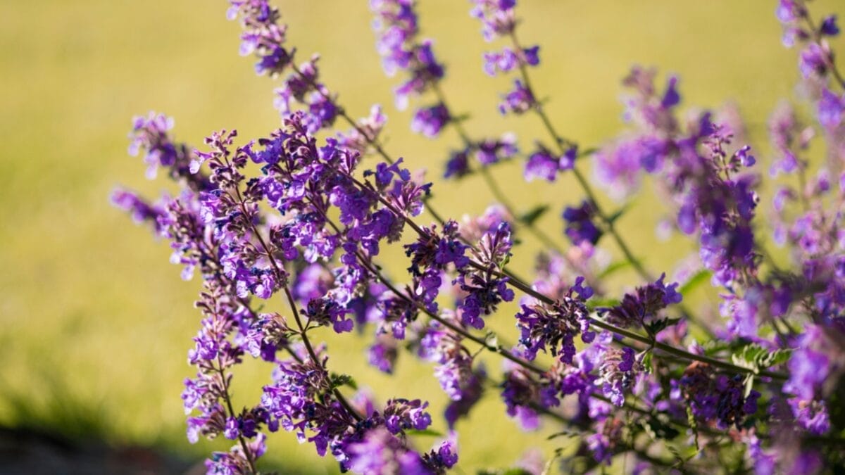 20 Perennial Flowers that Keep Your Garden Alive from Spring to Fall - catmint flower ss1989627065