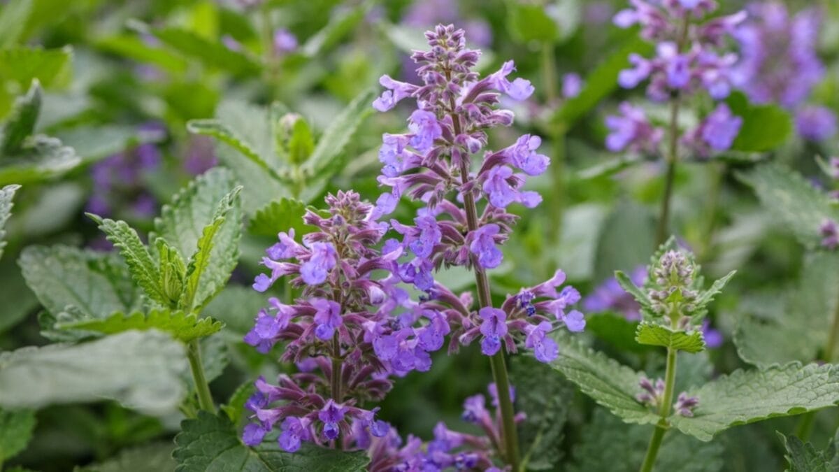 Say Goodbye to Weeding: 14 Perennial Wildflowers for a Carefree Garden - catmint leaves ss2157929075