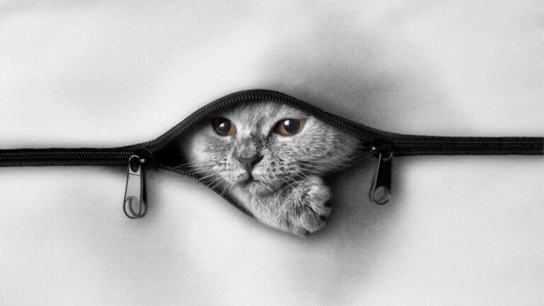 The Cat's Out of the Bag: 12 Little-Known Feline Facts 4 The Cat's Out of the Bag: 12 Little-Known Feline Facts - cats ss385002673